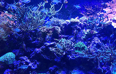 アンチエイジングの最強成分水素吸蔵サンゴカルシウム