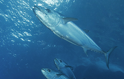 抗疲労や尿酸値降下作用のあるアンセリン